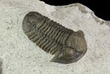 Nice, Gerastos Trilobite Fossil - Foum Zguid #69736-2